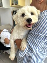BALOU, Hund, Bichon Frisé Mix in Rumänien - Bild 5
