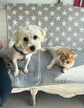 BALOU, Hund, Bichon Frisé Mix in Rumänien - Bild 6