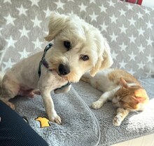 BALOU, Hund, Bichon Frisé Mix in Rumänien - Bild 7