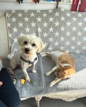 BALOU, Hund, Bichon Frisé Mix in Rumänien - Bild 8