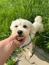 BALOU, Hund, Bichon Frisé Mix in Rumänien - Bild 9