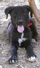 CHARMY, Hund, Mischlingshund in Griechenland - Bild 2