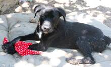 CHARMY, Hund, Mischlingshund in Griechenland - Bild 3