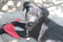 CHARMY, Hund, Mischlingshund in Griechenland - Bild 4