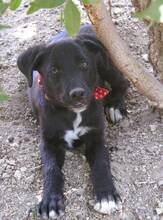 CHARMY, Hund, Mischlingshund in Griechenland - Bild 5