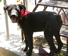 CHARMY, Hund, Mischlingshund in Griechenland - Bild 6