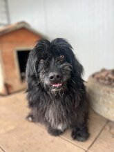 TOBI, Hund, Mischlingsrüde in Ungarn - Bild 1
