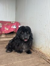 TOBI, Hund, Mischlingsrüde in Ungarn - Bild 2