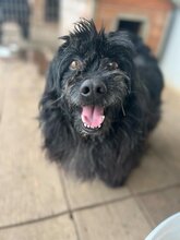 TOBI, Hund, Mischlingsrüde in Ungarn - Bild 3