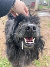 TOBI, Hund, Mischlingsrüde in Ungarn - Bild 4