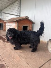 TOBI, Hund, Mischlingsrüde in Ungarn - Bild 5