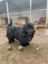 TOBI, Hund, Mischlingsrüde in Ungarn - Bild 6