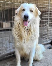 RIKU, Hund, Retriever-Mischling in Kroatien - Bild 1