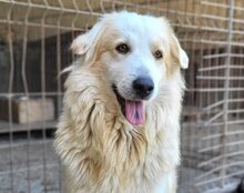 RIKU, Hund, Retriever-Mischling in Kroatien - Bild 2