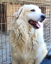 RIKU, Hund, Retriever-Mischling in Kroatien - Bild 3