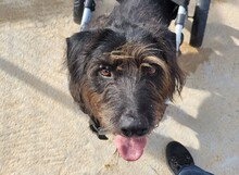 VEGAS, Hund, Mischlingshund in Griechenland - Bild 1