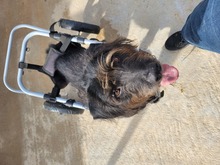 VEGAS, Hund, Mischlingshund in Griechenland - Bild 2