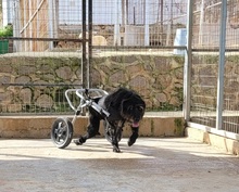 VEGAS, Hund, Mischlingshund in Griechenland - Bild 3
