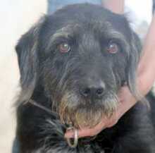 VEGAS, Hund, Mischlingshund in Griechenland - Bild 4