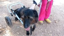 VEGAS, Hund, Mischlingshund in Griechenland - Bild 5