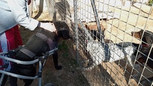 VEGAS, Hund, Mischlingshund in Griechenland - Bild 6