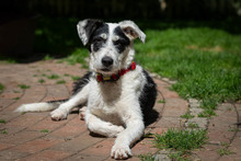 ISIS, Hund, Mischlingshund in Grethem - Bild 2