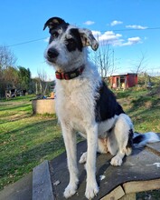ISIS, Hund, Mischlingshund in Grethem - Bild 3