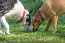 ISIS, Hund, Mischlingshund in Grethem - Bild 4