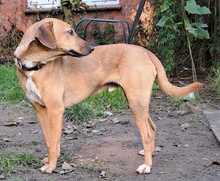 MURPHY, Hund, Mischlingshund in Grethem - Bild 1