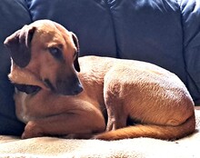 MURPHY, Hund, Mischlingshund in Grethem - Bild 2