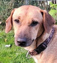 MURPHY, Hund, Mischlingshund in Grethem - Bild 3