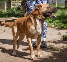 ZEUS, Hund, Mischlingsrüde in Ungarn - Bild 1