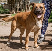 ZEUS, Hund, Mischlingsrüde in Ungarn - Bild 2