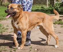 ZEUS, Hund, Mischlingsrüde in Ungarn - Bild 3