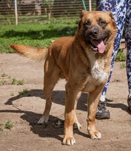 ZEUS, Hund, Mischlingsrüde in Ungarn - Bild 4