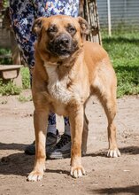 ZEUS, Hund, Mischlingsrüde in Ungarn - Bild 5