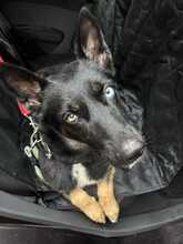 NINJA, Hund, Mischlingshund in Grethem - Bild 1