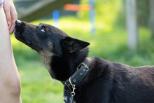 NINJA, Hund, Mischlingshund in Grethem - Bild 2
