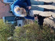 NINJA, Hund, Mischlingshund in Grethem - Bild 3