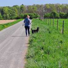 NINJA, Hund, Mischlingshund in Grethem - Bild 4