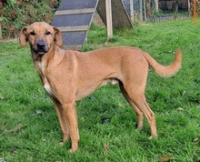 ORPHEUS, Hund, Mischlingshund in Grethem - Bild 1