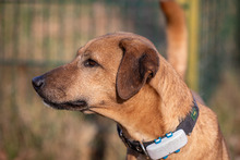 ORPHEUS, Hund, Mischlingshund in Grethem - Bild 2