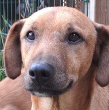 ORPHEUS, Hund, Mischlingshund in Grethem - Bild 3
