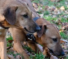 ORPHEUS, Hund, Mischlingshund in Grethem - Bild 4