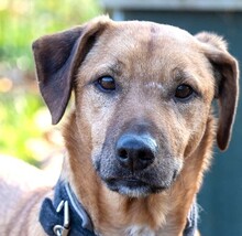 ORPHEUS, Hund, Mischlingshund in Grethem - Bild 5
