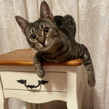 ELFIE, Katze, Europäisch Kurzhaar in Rumänien - Bild 2