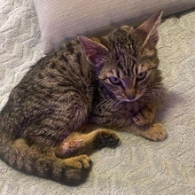 ELFIE, Katze, Europäisch Kurzhaar in Rumänien - Bild 3