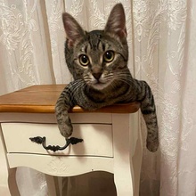 ELFIE, Katze, Europäisch Kurzhaar in Rumänien - Bild 4