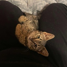 ELFIE, Katze, Europäisch Kurzhaar in Rumänien - Bild 5
