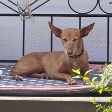 LOUISE, Hund, Podenco in Baunach - Bild 1